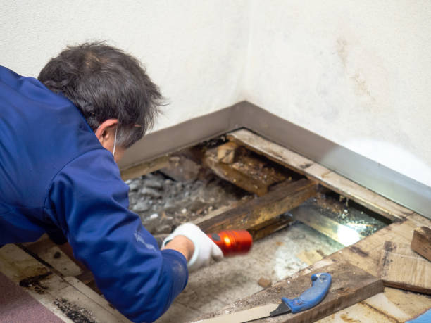 Best Mold Removal Company Near Me  in Lake Ridge, VA