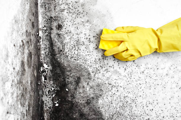 Best Mold Damage Repair  in Lake Ridge, VA