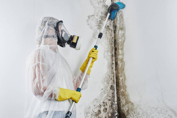 Best Mold Removal and Inspection  in Lake Ridge, VA