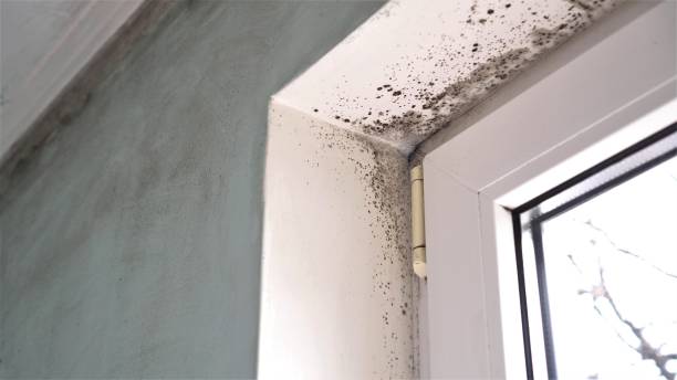 Best Local Mold Removal Service  in Lake Ridge, VA