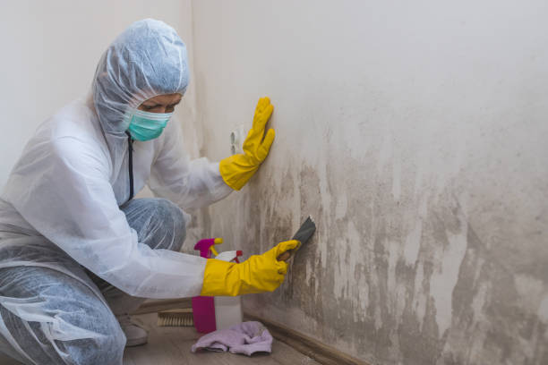 Best Black Mold Removal  in Lake Ridge, VA