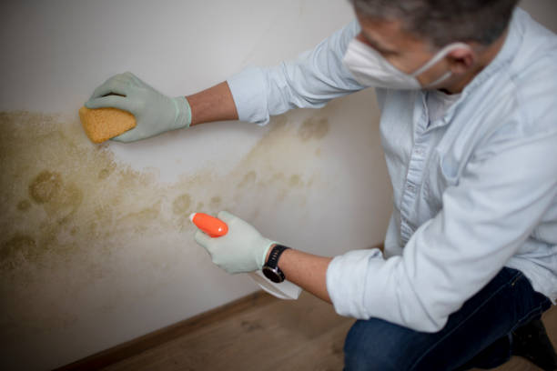 Best Mold Testing  in Lake Ridge, VA