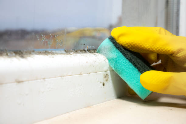 Best Best Mold Removal Companies  in Lake Ridge, VA