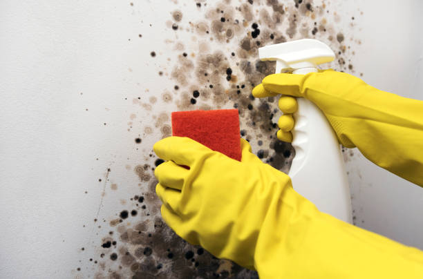 Best Mold Cleaning Services  in Lake Ridge, VA
