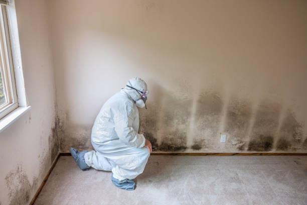 Home Mold Removal in Lake Ridge, VA