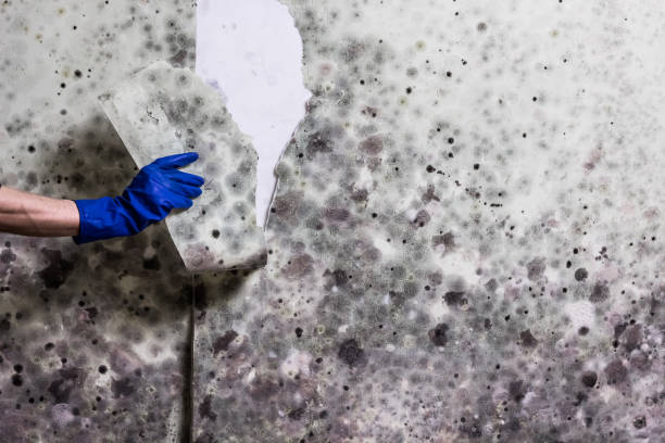 Best Attic Mold Removal  in Lake Ridge, VA